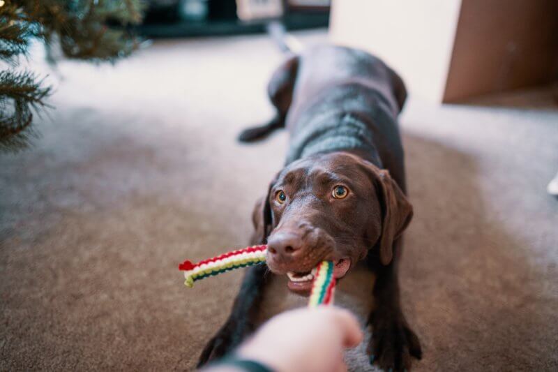 Keep your home clean while having pets